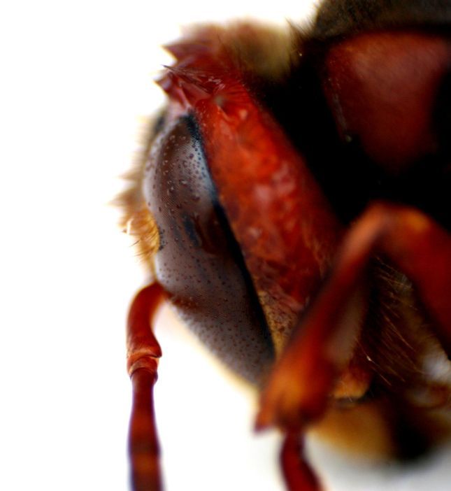 Seitenansicht Komplexauge; Foto und Copyright: Monika Sattler