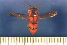 Vespa bicolor; Foto: Sirinee Poonchaisri