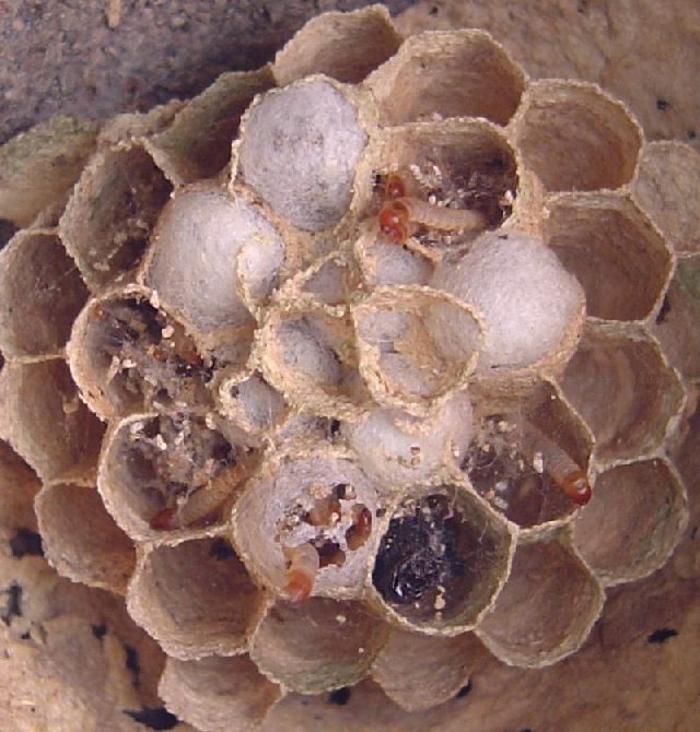 Jungraupen von Plodia interpunctella, der Drrobstmotte, zerstren das Nest und ernhren sich von der brig gebliebenen Hornissenbrut. Foto: Frank Hornig