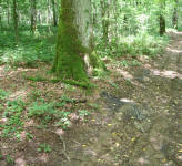 betrunkene Hornissen; Foto: Prof. Dr. Ulrich Schreiber