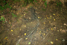 betrunkene Hornissen; Foto: Prof. Dr. Ulrich Schreiber