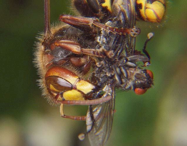 Hornisse mit erbeuteter Fliege; Foto: Hajo Hornberg