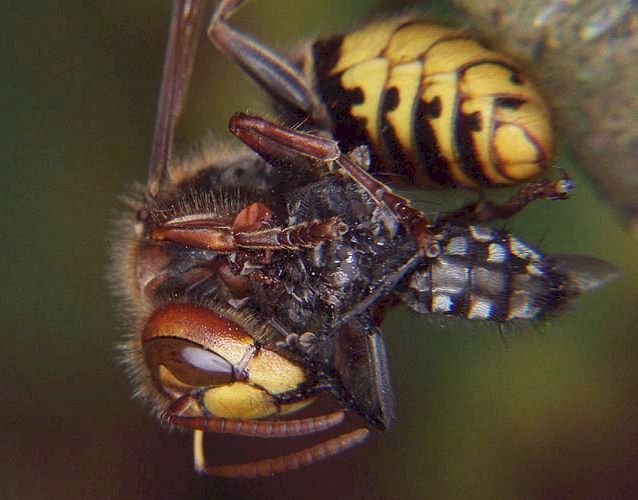 Hornisse mit erbeuteter Fliege; Foto: Hajo Hornberg