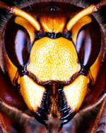 Hornisse, Foto: Dr. Elmar Billig