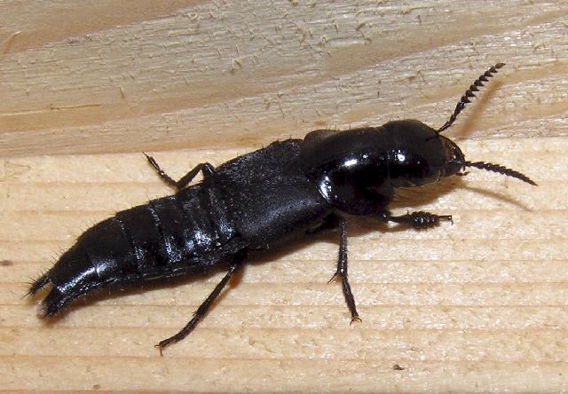 Der Hornissenkäfer - oder auch Hornissenkurzflügelkäfer genannt; Foto: Dieter Kosmeier