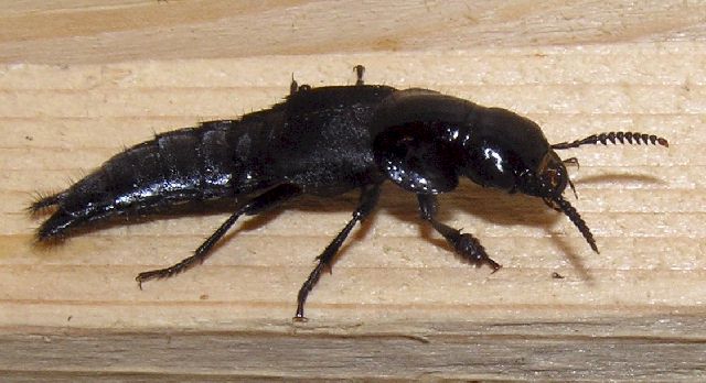 Hornissenkäfer (Velleius dilatatus), Foto: Dieter Kosmeier