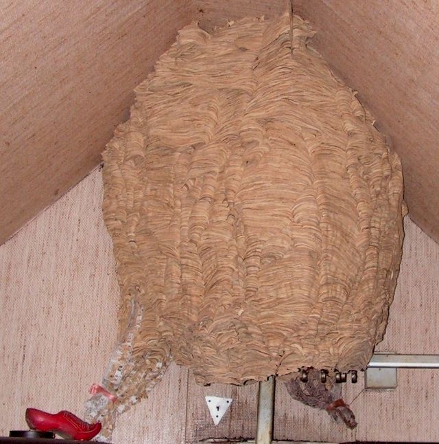 Foto: Christiane Fehse; Nestgre: ca. 75 cm hoch und 60 cm breit; Fundort: im Dachgeschoss unserer Gartenlaube