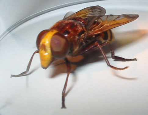 Hornissenschwebfliege; Foto: Maik Swoboda