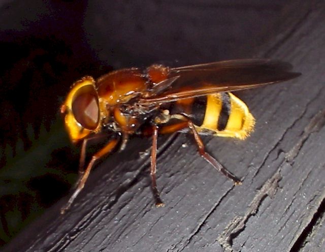 Hornissenschwebfliege; Foto: Maik Swoboda