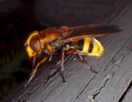 Hornissenschwebfliege;  Foto: Maik Swoboda
