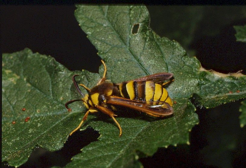 Hornissen-Glasflügler, Aegeria apiformis, engl. hornet moth