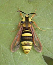 Hornissen-Glasflgler Aegeria apiformis