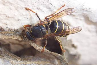 Mittlere Wespe, Dolichovespula media