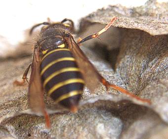 Mittlere Wespe, Dolichovespula media