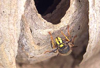 Mittlere Wespe, Dolichovespula media