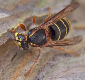 Mittlere Wespe, Dolichovespula media
