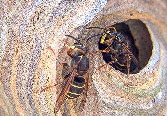 Mittlere Wespe, Dolichovespula media