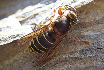 Mittlere Wespe, Dolichovespula media