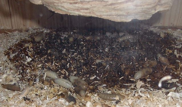 Rauswurf der Larven; Foto: Dieter Kosmeier