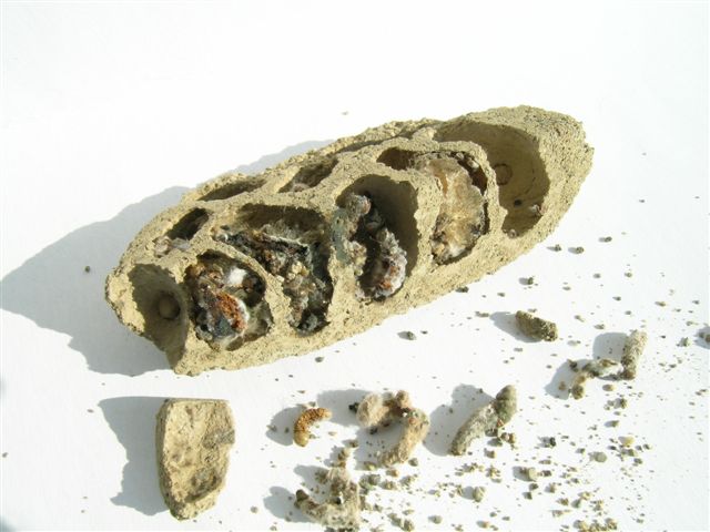Ansichten und Details des verlassenen Nestes; Fotos: Andr Wlchli 