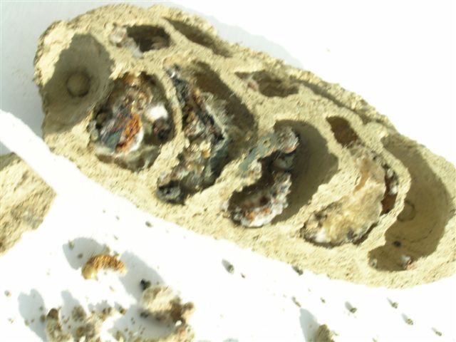 Ansichten und Details des verlassenen Nestes; Fotos: Andr Wlchli 