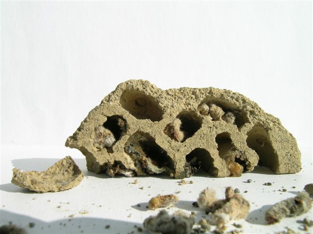 Ansichten und Details des verlassenen Nestes; Fotos: Andr Wlchli 