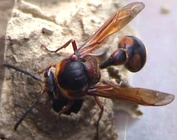Die groe Lehmwespe (Delta unguiculatus)