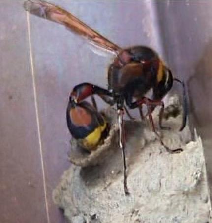 Die groe Lehmwespe (Delta unguiculatus)
