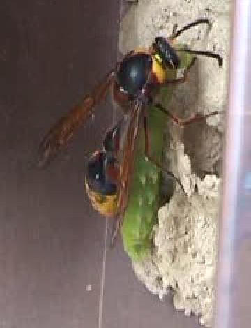 Die groe Lehmwespe (Delta unguiculatus)