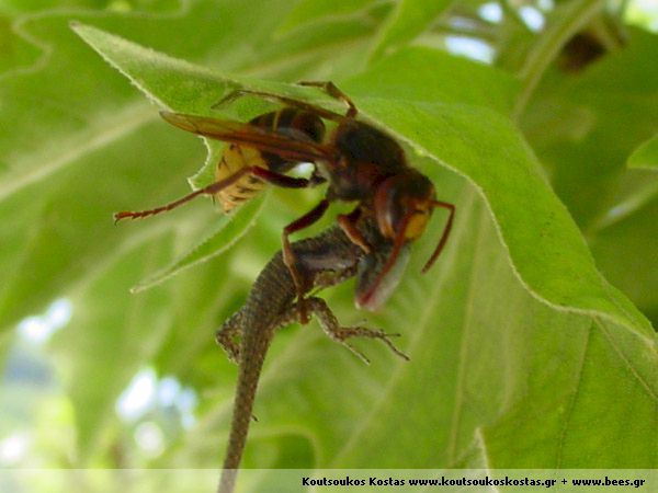 Hornisse erbeutet Eidechse; Fotos von Kostas Koutsoukos