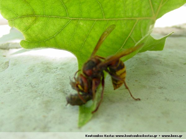 Hornisse erbeutet Eidechse; Fotos von Kostas Koutsoukos
