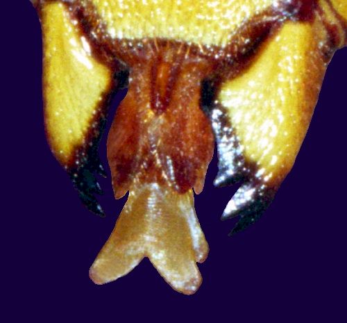 Mandibel und Mundwerkzeuge einer Hornisse; Foto: Dr. Elmar Billig