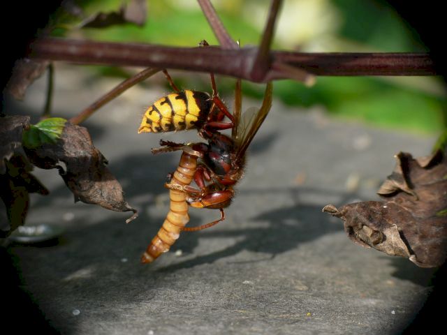 Hornisse mit erbeutetem Mehlwurm; Foto: Ralf Martin Schreck