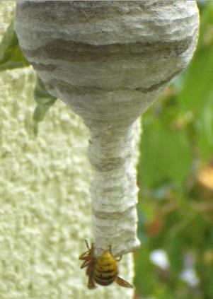 Mittlere Wespe
