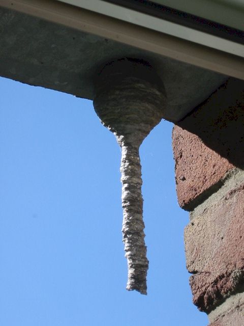 Nest der Mittleren Wespe