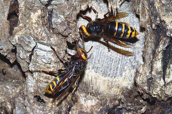 Vespa crabro flavofasciata, Foto: Kazuyoshi Ide