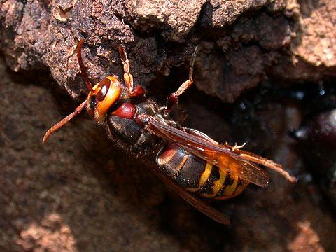Vespa crabro flavofasciata, Foto: Hiroki Kataoka