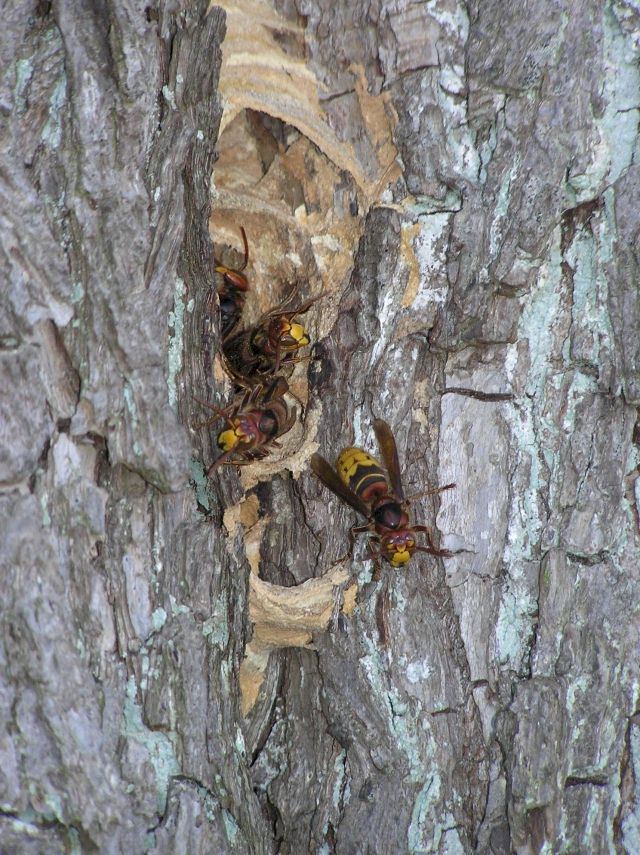 natrliche Baumhhle, Foto: Dieter Kosmeier
