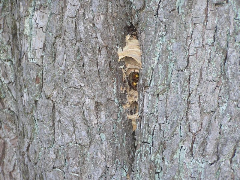 natrliche Baumhhle, Foto: Dieter Kosmeier