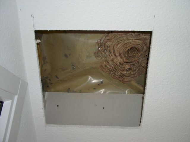 Hornissennest im Dachboden; Foto: Willibrord Langemeyer