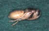 Puppe, Foto: Konrad Schmidt
