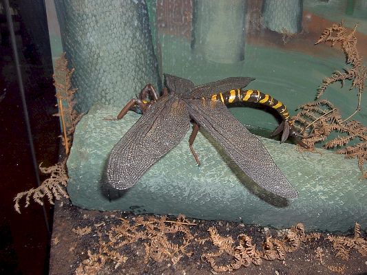 Nachbildung der Riesenlibelle in der Ausstellung "Ur-Geziefer" im Naturkundemuseum Stuttgart 