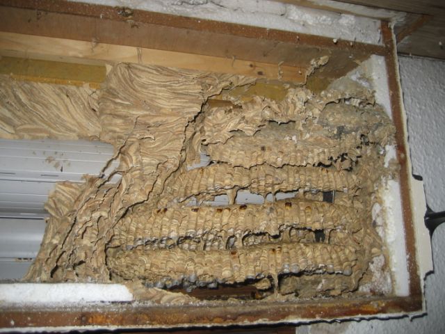 Nest im Rolladenkasten, Foto: Hermann Wiggert