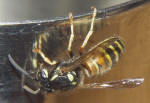 Die "Rote Wespe" Paravespula rufa