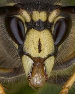Schsische Wespe,  Bild: Hajo Hornberg