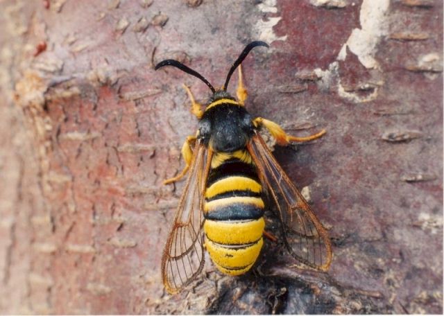 Sesia bembeciformis; Foto: Ian Kimber