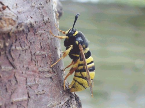 Sesia bembeciformis; Foto: Ian Kimber