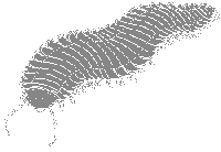 Arthropleura