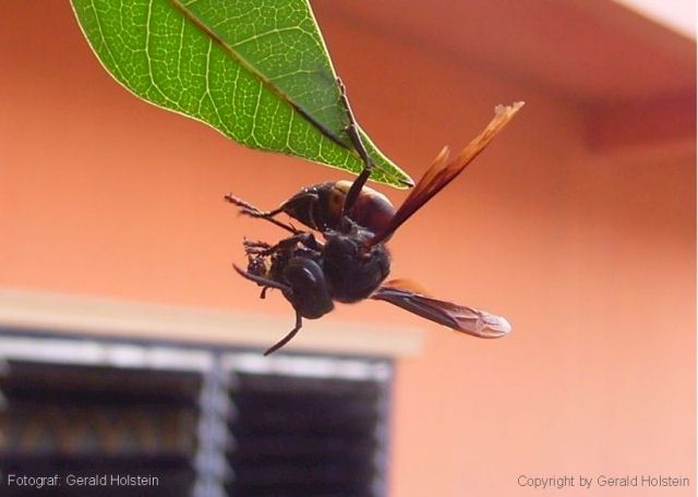 Vespa mandarinia, Foto: Takehiko Kusama
