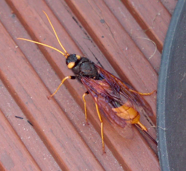 Urocerus gigas